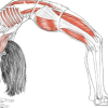Yogic Backbends for Spine Health