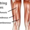 Understanding Hamstrings